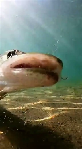 Savage Pike Attack Caught Underwater 😱🎣 #pikeattack