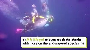 Scuba diver riding an endangered whale shark sparks outrage https://nyp.st/2wgZ68t | New York Post