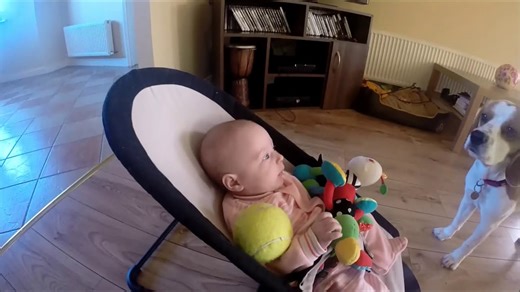 Guilty dog apologizes as baby bursts into tears