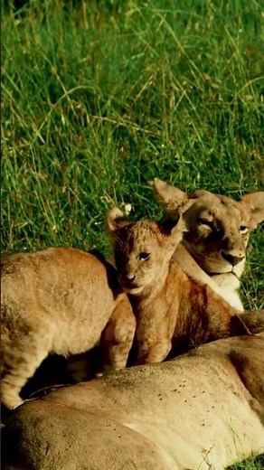 Relaxing African Wildlife Music | Lion Cubs in Nature