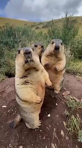 2.6M views · 10K reactions | Hewan apa ini . Lucu banget sumpah  #fyp #hijabstyle #animals | Amell | Facebook