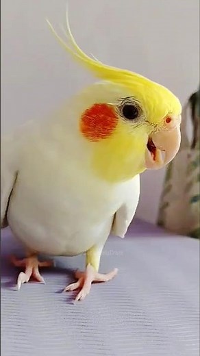Lyle the cute little bird’s happy Singing Moments 🎶😍👌 #cockatielscraze