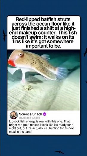 THE FISH THAT WEARS RED LIPSTICK