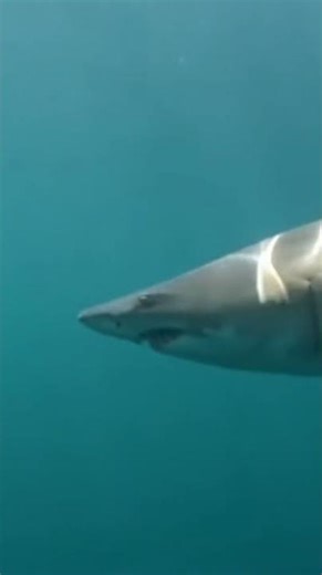 Why Does This Shark Burp? (It’s Not Rude)