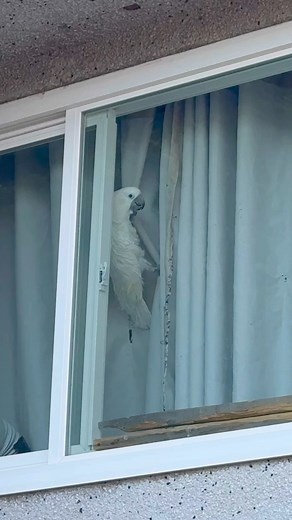 Curious Nut Bar Climbs Behind Curtains ~ I talk about how the person closed the curtain to prevent me from yelling at them, but I still climbed behind the curtains to yell at them. I'm curious about the bike, which the person calls me a 'nut bar' for. ~ 📣 ROO 📣 #cuteanimals #cockatoo #cockatoos #birds | Lucky Lou and Coco Too