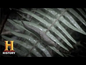 Alone: Ask Alan Kay: How Many Slugs? | History