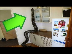 14 Scariest Things Found in Homes