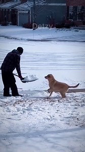 1.9K views · 3.1K reactions | ❄️ Lustige Hunde lieben Schnee!  | Komische Reaktionen auf schneebedeckte Abenteuer!  #lustigehaustiere #lustigehunde #lustigekatzen #haustiere #hundeliebe #katzenliebe #katze #hund #katzen #hunde | Detzy | Facebook