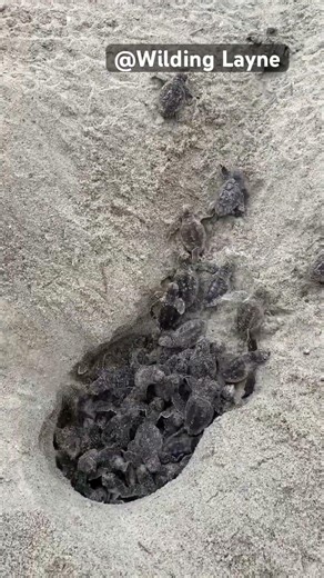 Loggerhead hatchlings emerge from their nest #seaturtles #loggerhead #ocean #loggerheadturtles