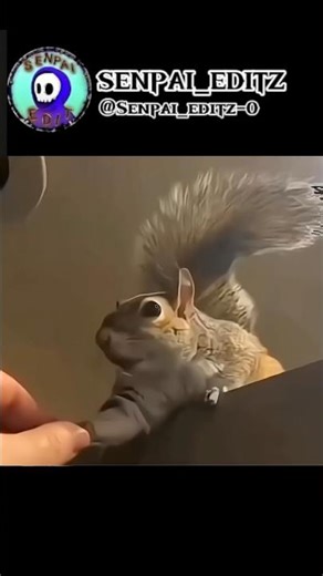 You won’t believe why this squirrel is crying… 😳💔 #shorts #crazy #emotional