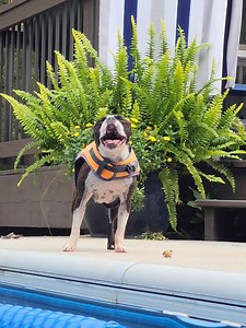 92K views · 6.5K reactions | Tantrum after being forced to take a swimming break. | Boston the Boston | Facebook