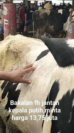 bakalan fh jantan minta harga 13,75 juta