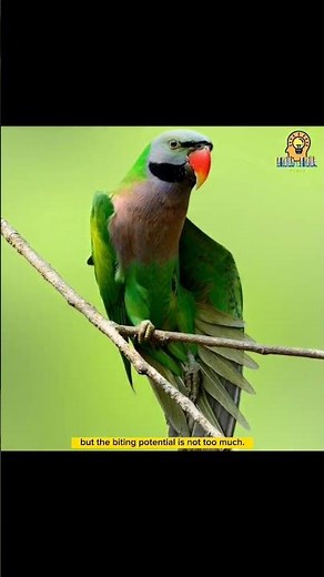 Derbyan Parakeet 🦜