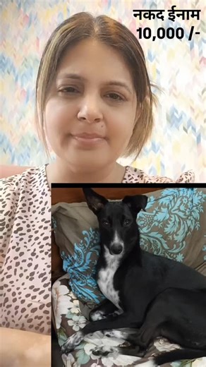 Astro Ashutosh Vaidya on Instagram: "Bhopal... Please help me find my pet DESI FEMALE STERILISED BLACK WHITE DOG She is wearing pink colour harness or body belt. On the belt, TINA name is written. Also on other side of belt our mobile number is written. Lost on 8th Nov 2025 near bhadbhada road. Very scared type. Eats only roti milk curd dairy items and rice, doesn't like nonveg. Her name is Bulbul. But she's wearing her sister's harness so on harness Tina is written. Please contact us 9512070803