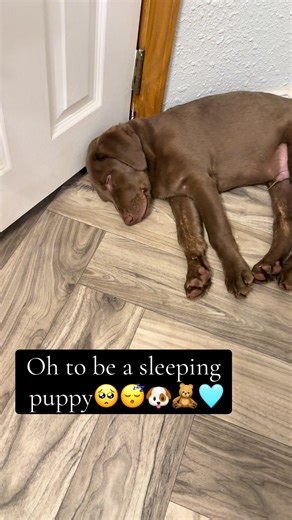 Lex & Winston 🎀🐾🤎 (@lexnwinston)’s videos with original sound - cinemacloudz