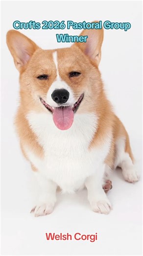 Small Dog, Big Win — Crufts 2026 Pastoral Champion 🏆 #Crufts2026 #WelshCorgi #PastoralGroup #DogShow