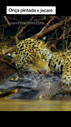 Onça-Pintada Caçando Jacaré no Pantanal