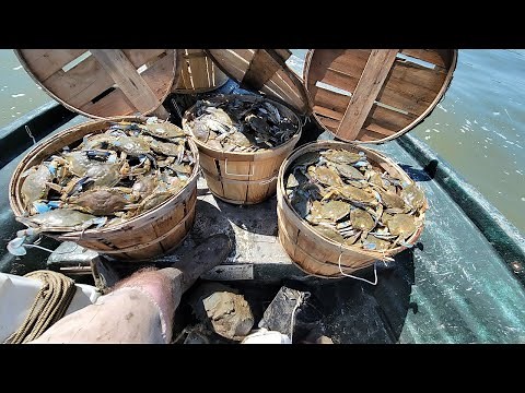 Trotline Crabbing (How To) Using Razor Clams - Memorial Day