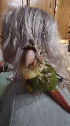 Flip trying to get dry after a bath on mom!