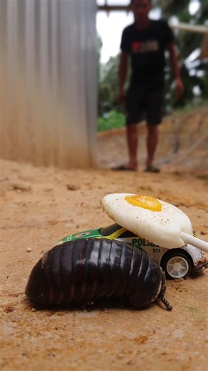 This Cute Creature Just Stole the Show 😲🍬 #pillmillipede #shorts