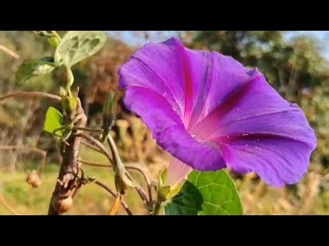 wild morning glory🌸Good morning everyone🌞welcome to my youtube live stream 🌞🌞🌞🌴🍂🌴🍂
