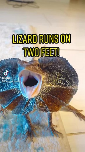 Tommys_reptiles on TikTok