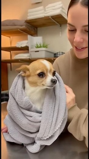 Quiet Morning Rescue of a Tiny Chihuahua #dogs #rescue