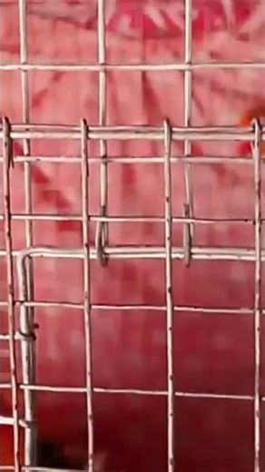 Opaline fisher love birds........!!😊#lovebirdsfarming #parrot ##birds #breedingpair #lovebirds