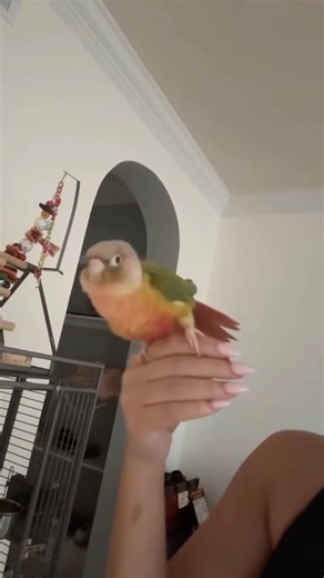 piña bird on Instagram: "Piña bird has been practicing her dance to the Fate of Ophelia. How did she do? Follow for more bird dancing videos! ❤️🦜 #greencheekconure #dancingbird #pinabird #funnybirds #tloas #fateofophelia #dancetrend"