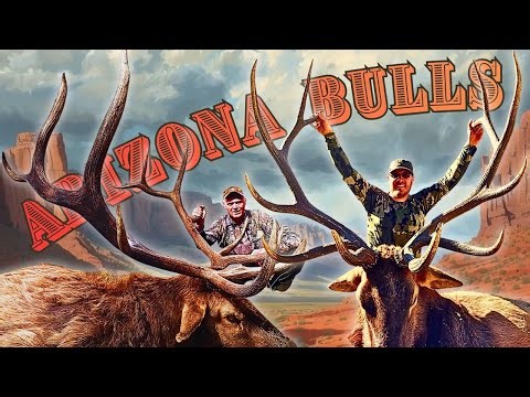 Elk Hunting in Arizona