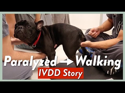 French Bulldog Is Diagnosed With IVDD