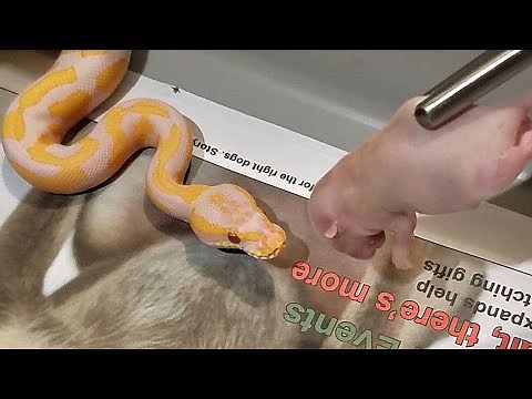 Ball Python Feeding Frozen Thawed | How I Thaw Rats