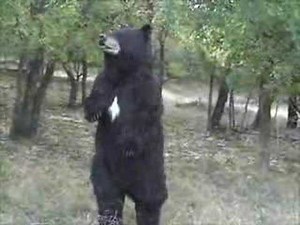 Black Bear Costume