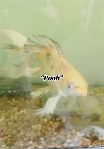 Pooh is 4 years old Tigger 2 years old Piglet 2 years old (Yes Iknow their suppose to be in a pond) but their so happy in the 75 Gallon Tank. . . #koifish #fishkeeping #fishkeeper