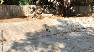 Flamingo in nature park. Walking on concrete surface.