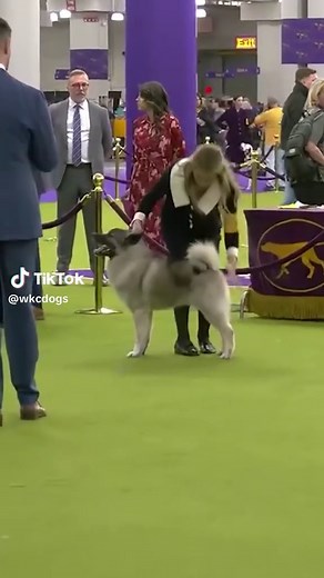 Norwegian Elkhound: A History of Hunting and Tracking