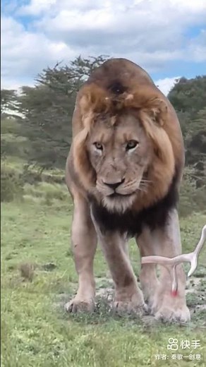 Line ka Video | Line | #animals #shorts