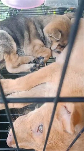 Cemong & Gemoy Are Getting Along 😂🐶 | So Cute Moment!