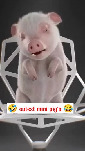 Mini Pet Pigs: The Cutest Companions You Can Find