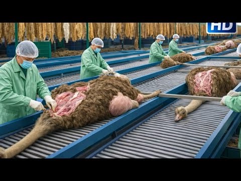 “From Raw Ostrich Leather to Luxury Jackets – Inside a High-End Factory Process”