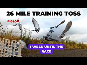26 Mile Training Toss | 1 Week Until First Race | Ep45
