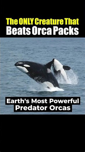 ✅The ONLY Creature That Beats Orca Packs