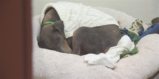 Maricopa County animal shelter dealing with surge of strays, lost pets