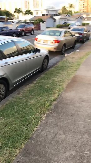 Exploring Hawaiian Culture Through the Eyes of a Cat