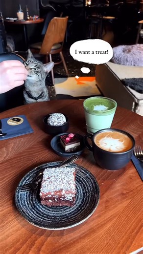 Stockholm, Sweden 🇸🇪 Travel | Hotels | Tips on Instagram: "@foodieonvacay takes us on a purrfect visit to Java Whiskers Cat Café! 🐾☕ 💡All you need to know: • 🏠 Café founded in 2019 • 🐱 Over 350 cats rehomed • 💚 Cat yoga and educational visits for kids available • 🧘‍♀️ Book your visit online via their website • 🛍️ Gift cards and cat merchandise for sale • 🎁 Perfect gift for cat lovers 💡Why go to a regular café when you can enjoy delicious lattes and pastries in a beautiful setting, acc