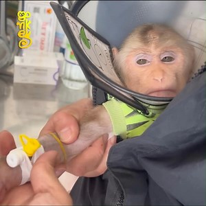 Unexpected Reaction With In]ection From Monkey Max | Edgie Nick Connors