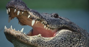 Man Fears Wife More Than Loss Of Limb After Getting His Hand Stuck In An Alligator's Mouth
