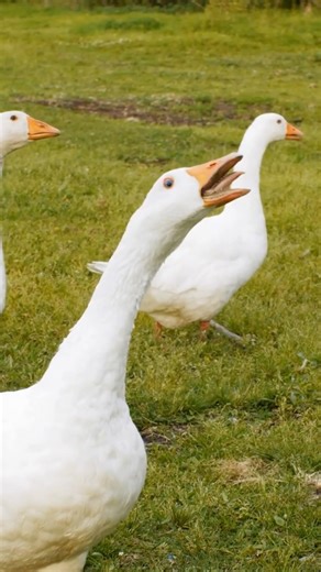Canard VS Oie