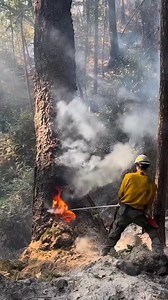 114K views · 1.1K reactions | #logger #logging #chainsaw #arborist #stihl #treework #stihlchainsaw #treelife #treecutting #loggers #husqvarna #loggerlife #treefelling #treecare #lumberjack #treesurgeon #forestry #treeremoval #treeclimber #arboristlife #arblife #treeservice #treeclimbing #arboristsofinstagram #arboriculture #treeworker #timberfaller #trees #tree #chainsaws | Logger Pro | Facebook