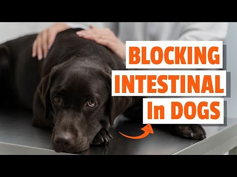 Intestinal OBSTRUCTION in DOGS 🐶👨‍⚕️(Symptoms and Treatment)